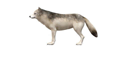 Wolf isolated on a Transparent Background