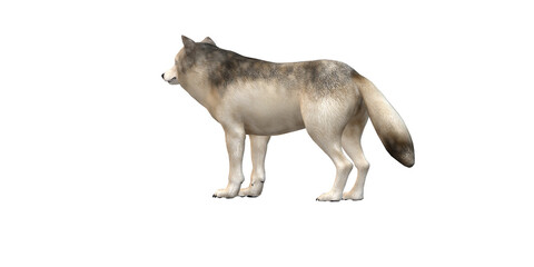 Wolf isolated on a Transparent Background