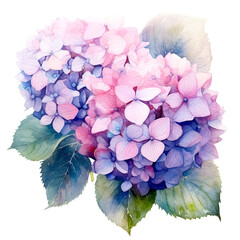 Hydrangea watercolor illustration. Blue and pink summer flower isolated on a white background