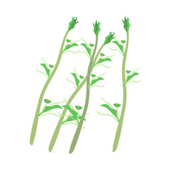 シオデ（山アスパラガス）。フラットなベクターイラスト。
Smilax riparia. Flat designed vector illustration.