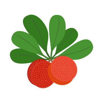 recommend clip art: ヤマモモの実。フラットなベクターイラスト。
                    Red bayberry (wax myrtle). Flat designed vector illustration.