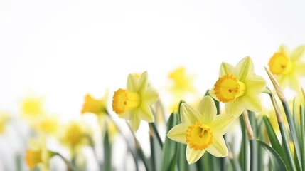 Draagtas Bright yellow flowers of Easter bells daffodils (Narcissus) spring flower field in springtime © PNG WORLD