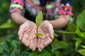 Hill tribe Asian woman in traditional clothes collecting tea leaves with basket at Mae Taeng, Chiang Mai, Thailand with Raming tea plantation terrace background.