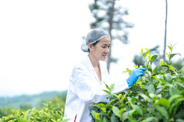 Researchers are checking the quality of tea leaves in tea plantations.Hand and tea leaves, soft tops of  leaves ,Researcher hands on plants have tea leaves at hand and work files to check for work