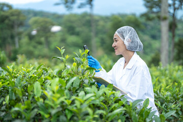 Researchers are checking the quality of tea leaves in tea plantations.Hand and tea leaves, soft...