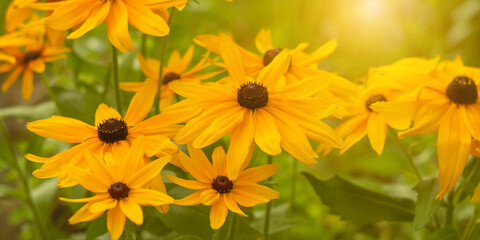 Yellow rudbeckia flowers in sunlight. Selective soft focus. Banner. Beautiful spring or summer background.