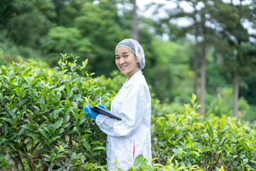 Researchers are checking the quality of tea leaves in tea plantations.Hand and tea leaves, soft tops of  leaves ,Researcher hands on plants have tea leaves at hand and work files to check for work