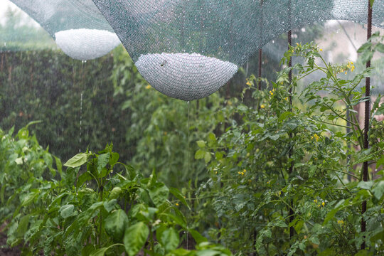 Hail falls over a netted vegetable garden