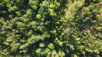 Zdjęcie lasu z drona / Forest photo from the drone © silesiafoto