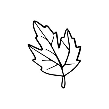 Hand drawn vector illustration of hop leaf.
