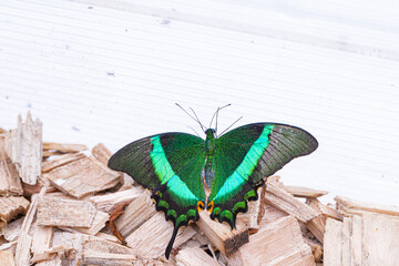 A beautiful Budha Butterfly sits on wood chips in a warm summer sunny day.