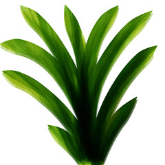 aloe vera plant isolated