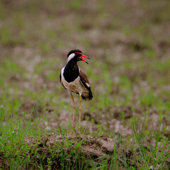 Red-wattled Lapwing