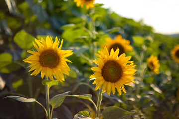 Fototapeta premium sunflowers harvest. young sunflower.sunflower field in Ukraine.Sunflower oil production.caring for field with harvest.small helianthus.agronomy.farming.wallpaper. harvest.helianthus in flied.plant.