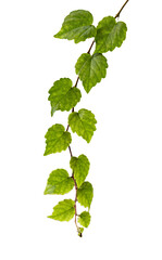 Branch isolated on white background