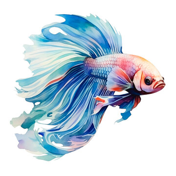recommend clip art: Water color of beautiful betta fish png clip art