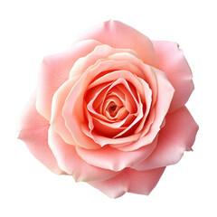 Beautiful pink rose isolated on transparent background