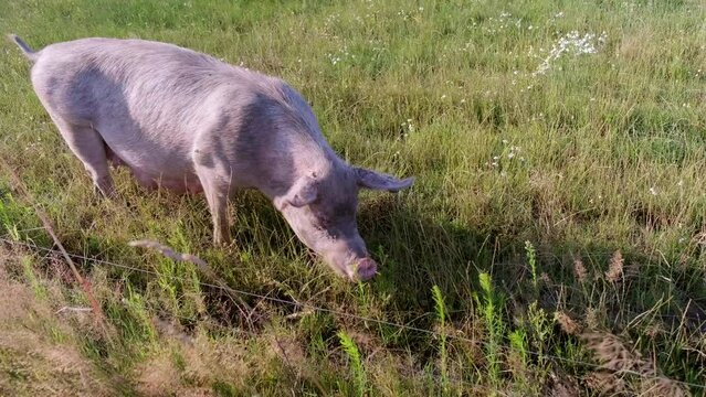 Schwein am grasen auf Freigehege