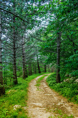 Fototapeta na wymiar Winding trail in the forest.