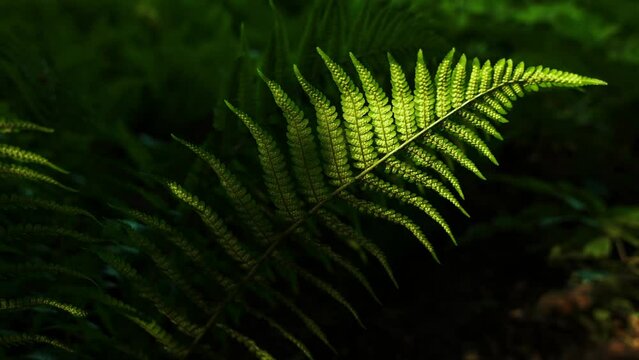 Ferns in park. close up of fern leaf in the woods, botanical beautiful background 