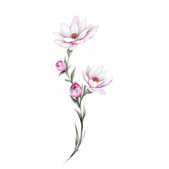 illustration of watercolor flower transparent background