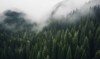  a group of trees in the middle of a forest covered in fog.  generative ai