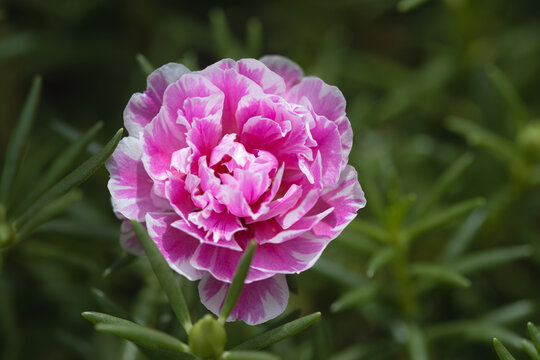 Moss-rose  or moss rose which has pink color with blur background.