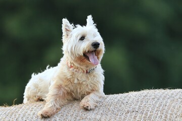 Westie. West Highland White terrier lying on a hay bale. Portrait of a white dog.