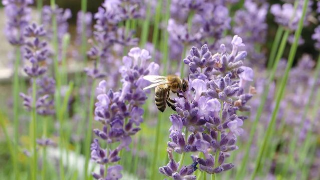 Honey bee (Apis mellifera) collecting pollen at violet flower in SLOW MOTION HD VIDEO. Bee pollinates lavender flower on blur background.  Close-up macro. Quarter speed.