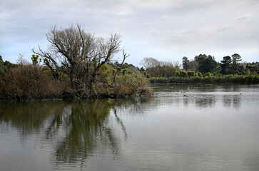 Fototapeta na wymiar Styx Mill Conservation Area, Old Willow Tree, Christchurch, New Zealand