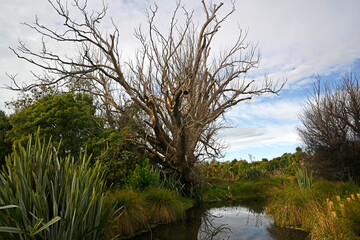 Styx Mill Conservation Area, Old Willow Tree in Winter © NigelSpiers