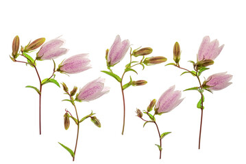 Pink bluebell flowers on a white background. Campanula punctata. Top view, flat lay.