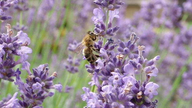 Honey bee (Apis mellifera) collecting pollen at violet flower in SLOW MOTION HD VIDEO. Bee pollinates lavender flower on blur background.  Close-up macro. Quarter speed.