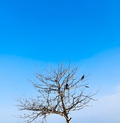tree on sky background