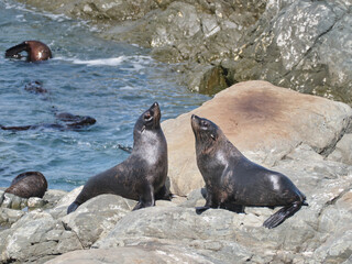 Wild Fur Seals at Ohau Point Lookout