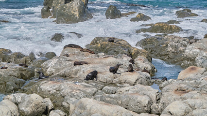 Fototapeta na wymiar Packs of Wild Fur Seals at Ohau Point Lookout