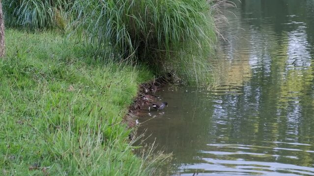 Teichhuhn im Park