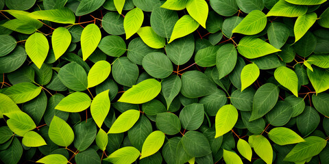Close-up texture details green and yellow foliage concept for background