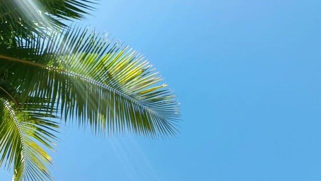 Video out of focus: a large green palm leaf against a blue sky