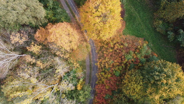 Zdjęcie parkowej alejki i drzew jesienią z drona / Photo of a park alley and autumn trees from a drone