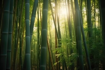 Beautiful bamboo forest in spring
