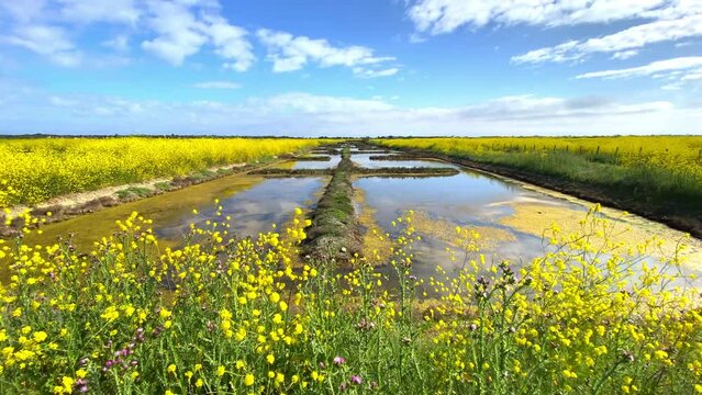 Salt marshes of the natural reserve of Lilleau des Niges and yellow wild mustard flowers on the Ile de Ré, France