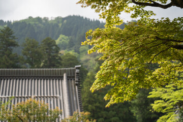 初夏の朝、永平寺を囲む木々を臨む