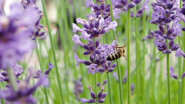 Honey bee (Apis mellifera) collecting pollen at violet flower in SLOW MOTION HD VIDEO. Bee pollinates lavender flower on blur background.  Close-up macro. Quarter speed.