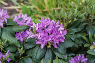 Close-up of a purple Rhododendron flower with green leaves, horticulture concept illustration.