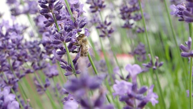 Honey bee (Apis mellifera) collecting pollen at violet flower in SLOW MOTION HD VIDEO. Bee pollinates lavender flower on blur background.  Close-up macro. Quarter speed.
