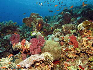 Fototapeta na wymiar A colourful and diverse coral reef in the Red Sea