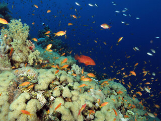 Fototapeta na wymiar A Coral hind Cephalopholis miniata on a diverse and colourful Red Sea reef 