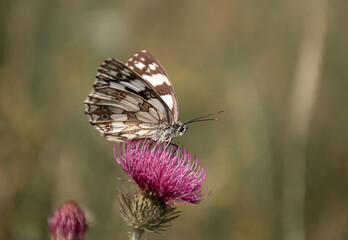butterfly drinking nectar
