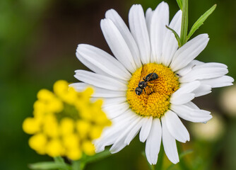 Close-up of a spurred ceratina carpenter bee collecting nectar from a white oxeye daisy flower that...